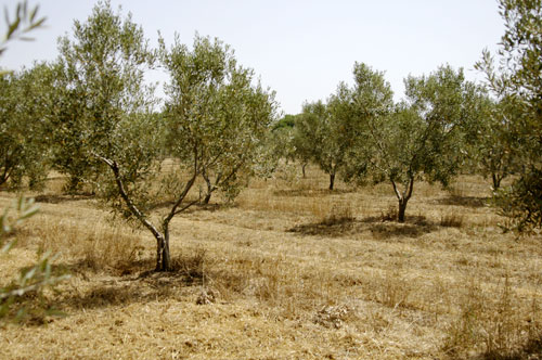 Allingresso dellAgriturismo si percorre lampio viale che costeggia luliveto e protegge la struttura dalla luce diretta del sole.