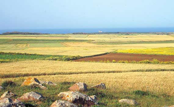 Il territorio del Sinis basa la sua economia, oltre che per le attività legate alla pesca, per la produzione agricola.