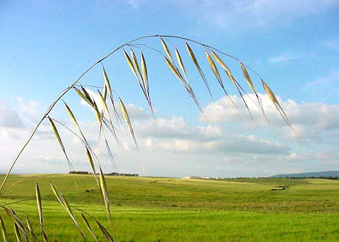 Il territorio del Sinis basa la sua economia, oltre che per le attività legate alla pesca, per la produzione agricola.