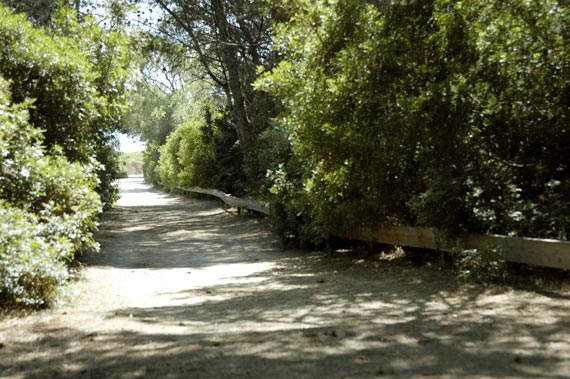 Uno degli angoli più belli e incontaminati del Sinis, dominio della macchia mediterranea, segnata dalla forza del vento, l´oasi offre l´habitat ideale per numerose specie e per alcune di esse, come la Pernice sarda, che è il simbolo dell´oasi, rappresenta l´ultimo rifugio. Fra le ampie distese di palma nana, lambisco, rosmarino vivono occhiocotti, tortore, storni, merli, tordi; nei vicini campi circostanti una gran quantità di pavoncelle, saltimpali. In un ecosistema così genuino non mancano i rapaci come i gheppi, le poiane, il falco di palude. Nelle scogliere si osservano facilmente i cormorani e i loro simili, i marangoni dal ciuffo, i gabbiani con qualche esemplare più raro di gabbiano corso, e specie d´alto mare come sule e berte. Oltre all´avifauna abbondano le diverse specie di rettili, come tartarughe e lucertole e di mammiferi fra i quali conigli volpi ecc. Nell´entroterra, le dune di sabbia raccolgono traccia della vita che passa, e di quella che nasce o muore: gusci di uova appena schiusi, giovani bruchi al pascolo sui gigli oppure conchiglie vuote di chiocciole sbiancate dal sole.