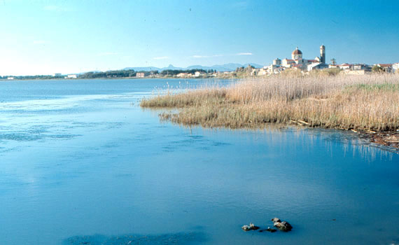 Degno di particolare nota è il patrimonio naturalistico presente su tutto il territorio di Cabras, ricco di stagni e lagune, alloggio di varie specie in via di estinzione, come il fenicottero rosa: in particolare lo stagno di Cabras che con i suoi 20 kmq di estensione è uno dei più grandi di tutta Europa.